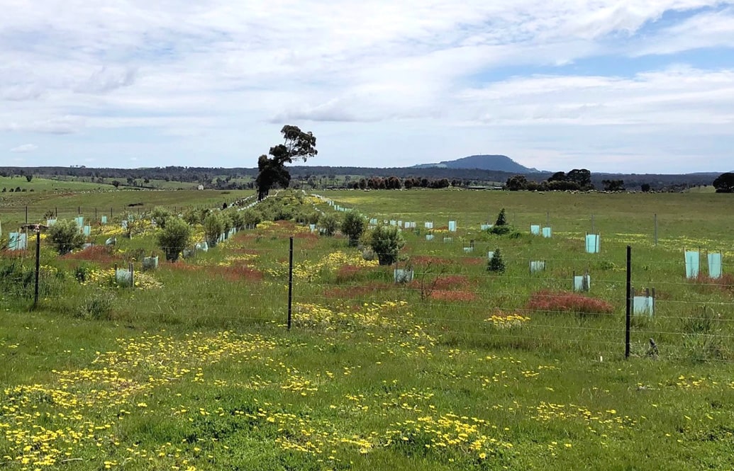 A green paddock with a number of recently planted trees.